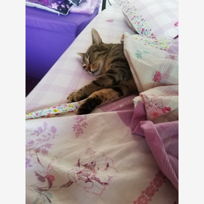 image_Nounou pour Mamour 🐈
