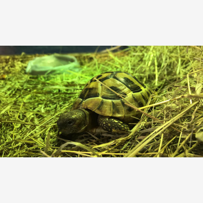 image_Petsistter