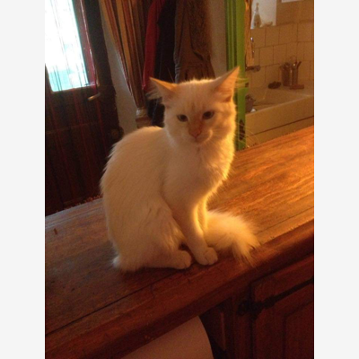 image_Animaux