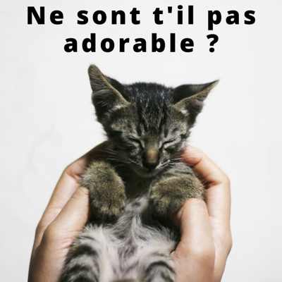 image_Garde de chat et visite de chat durant le mois d'aout