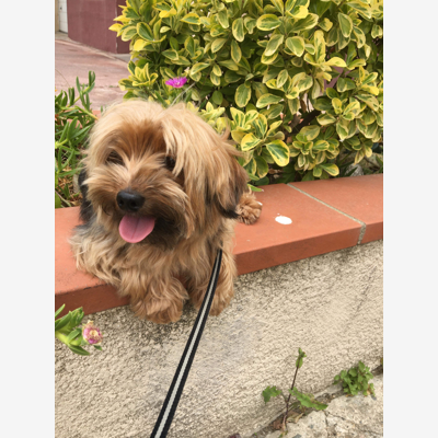 image_Gardiennage chien