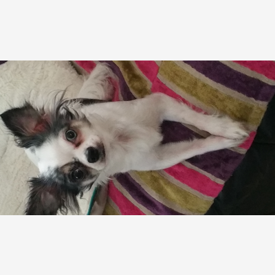 image_garde chiens - chats - rongeurs