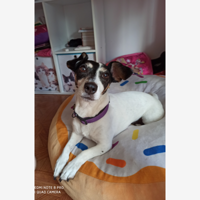 image_Garde de chiens et chats