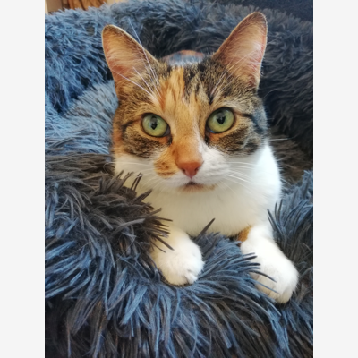 chat lorient