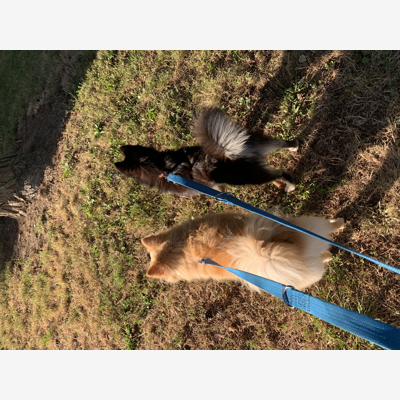 image_Garde d’animaux