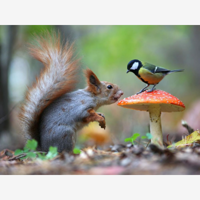 image_je suis une passionnée d'animaux