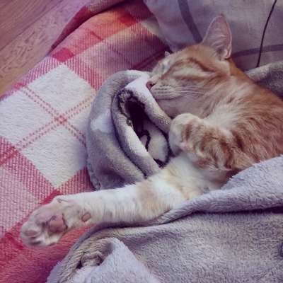 image_Pet-Sitteuse