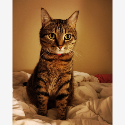 image_Pet-sitting