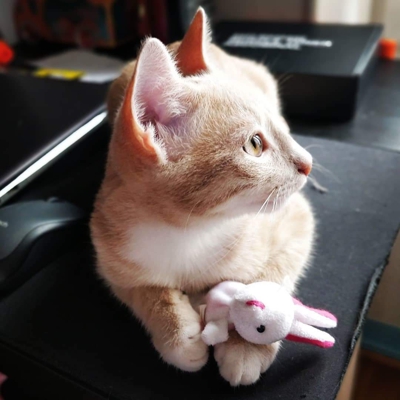 image_Pet-sitting