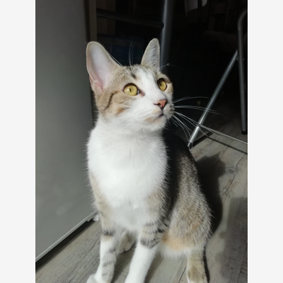 image_Garde de chat