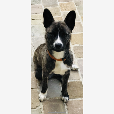 image_Chiens, chats, NAC : gardes - promenades - visites