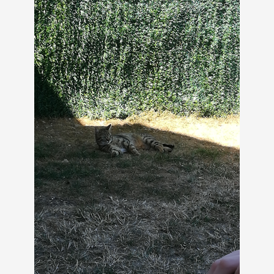 image_Garde d'animaux