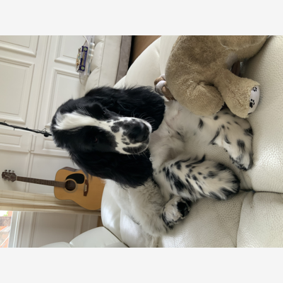 image_Recherche dogsitter pour le 3/10/20