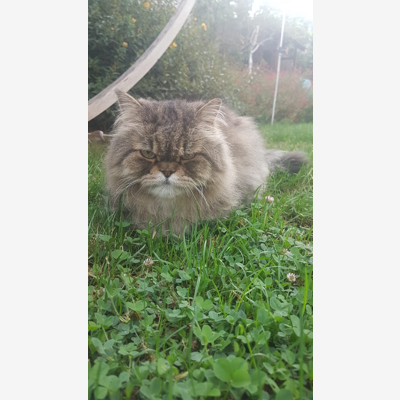 image_Garde d’ animaux