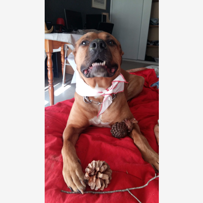 image_recherche pour ma chienne izzy