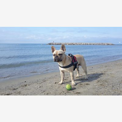 image_Recherche garde chien