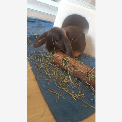 image_Garde d'animaux