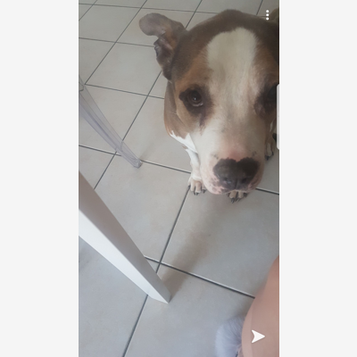 image_Recherche garde chien