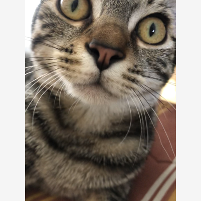image_Chats, chiens, hamster, ...
