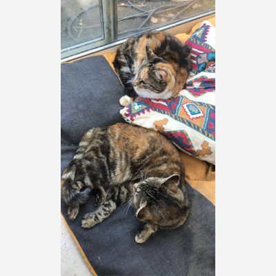 image_Garde d’animaux