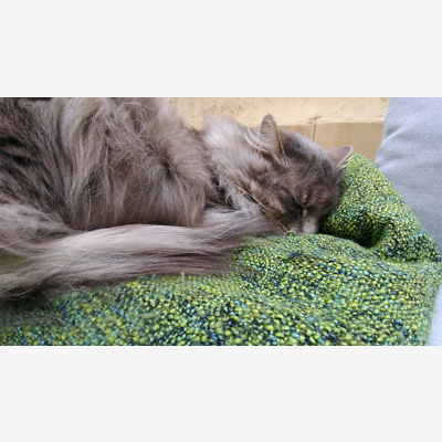 image_Garde de chat