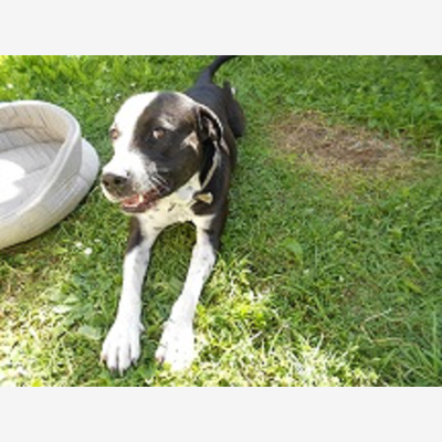 image_cherche petsitter pour Platon du 16/08 au 26/08