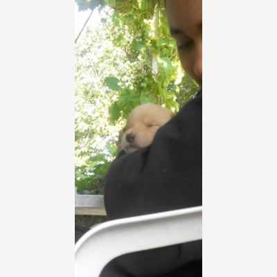 image_Garde d'animaux