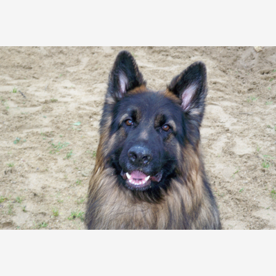 image_Cherche garde d'animaux