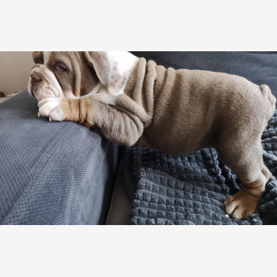 image_Recherche garde chien sur Haguenau
