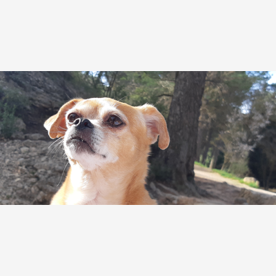 image_Garde de chien