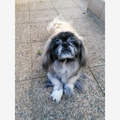 image_Garde animaux