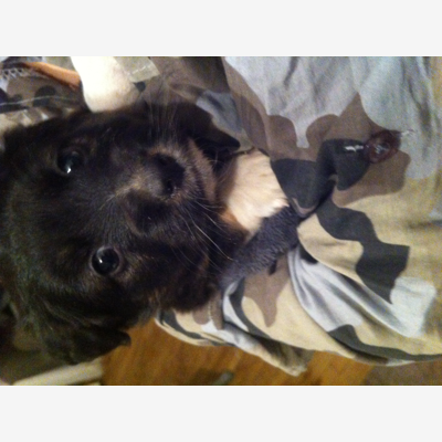 image_Garde d'animaux