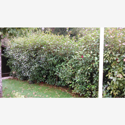 image_Entretien de jardin