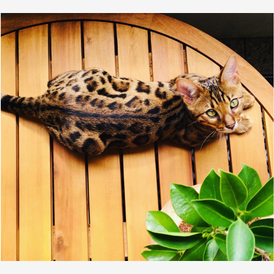 image_Recherche catsitter pour Noel