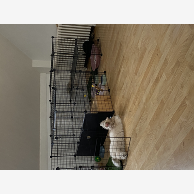 image_Nounou pour animaux de compagnies