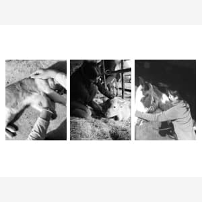 image_Ostéopathie animale