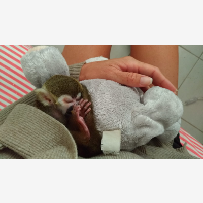 image_Soigneuse animalière