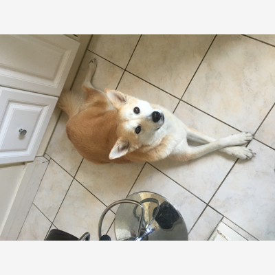 image_Garde De chat ,chien , rongeur , tortue , poisson