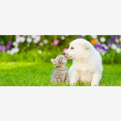 image_Garde d'animaux