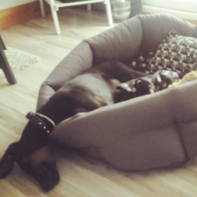 image_Petsitter chiens et chats
