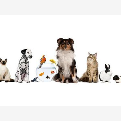 image_Promenades et gardes de vos animaux