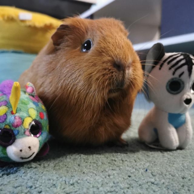 image_Garde petits animaux à mon domicile