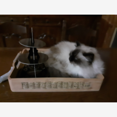 image_Garde d animaux