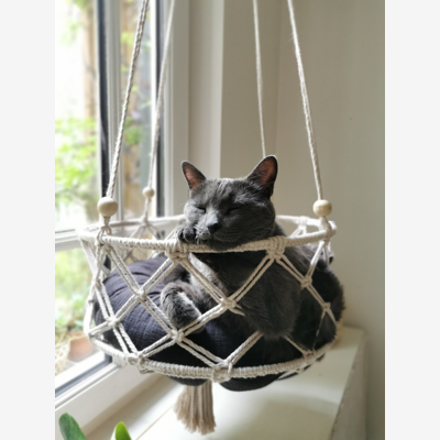 image_Recherche garde chat à votre domicile