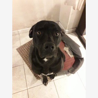 image_garde chien