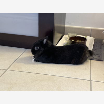 image_Recherche garde lapin nain