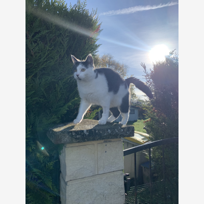 image_Garde d’animaux