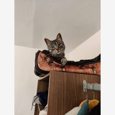 image_Garde chat du 10 au 13 novembre