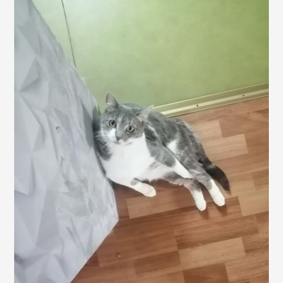 image_Recherche garde pour notre chatte Louna