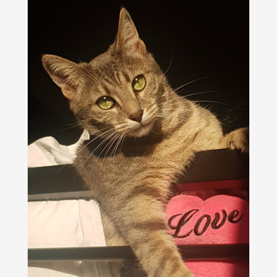 image_Recherche garde chat